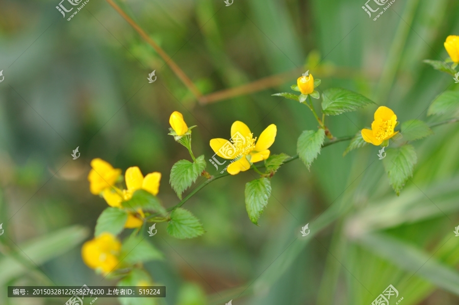 春天的黄色小花