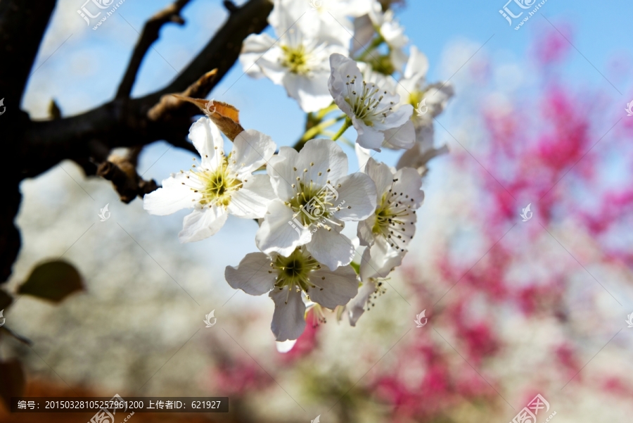 梨花