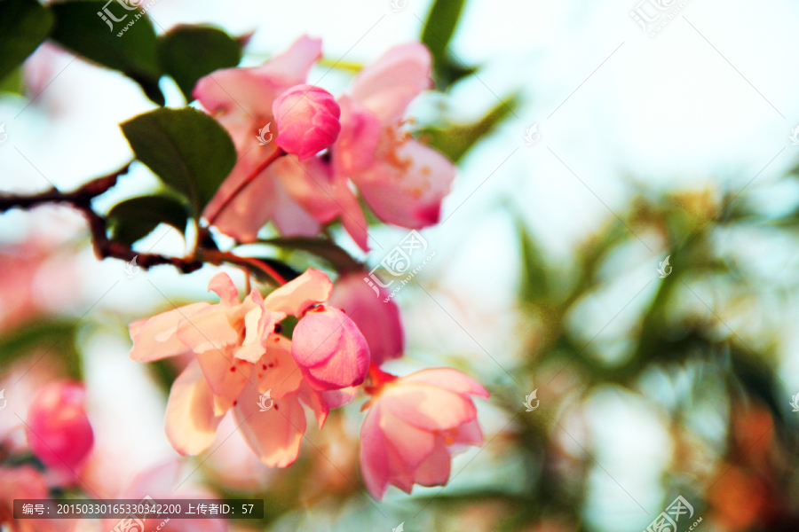 垂丝海棠,海棠花