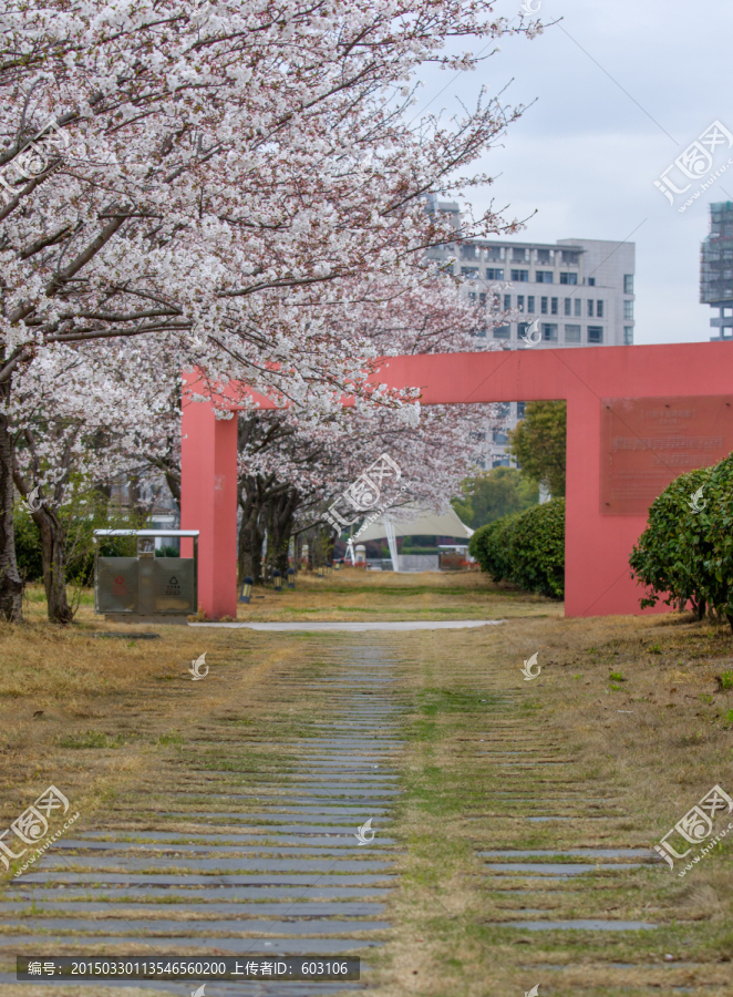 樱花,樱花树