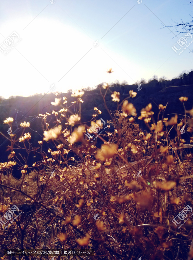 唯美夕阳,唯美花草