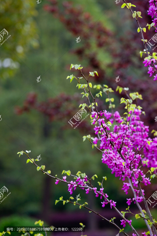 紫荆,紫荆花