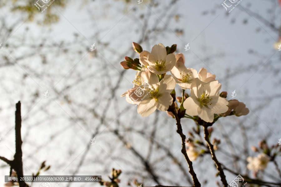 樱花