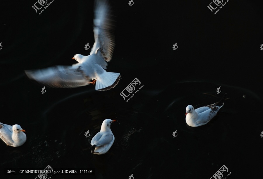 慢门海鸥