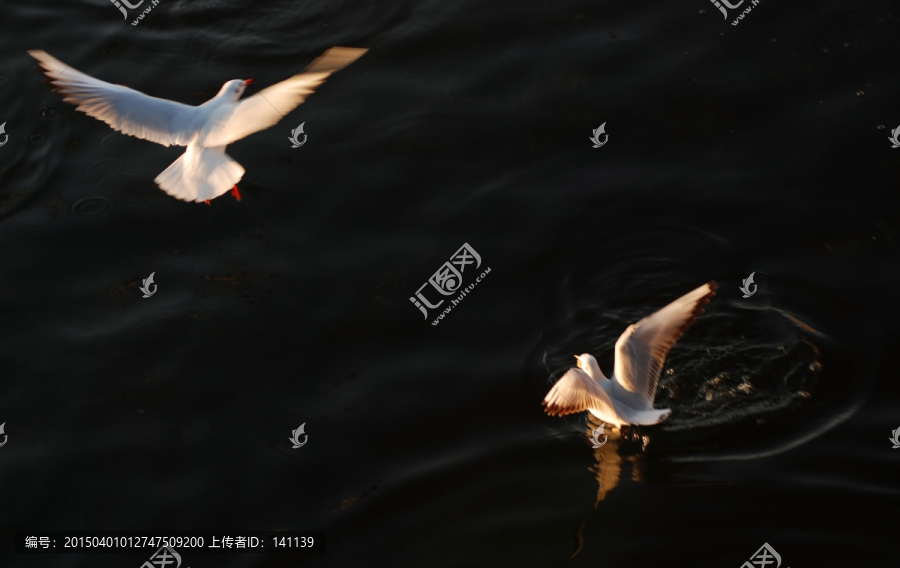 慢门海鸥