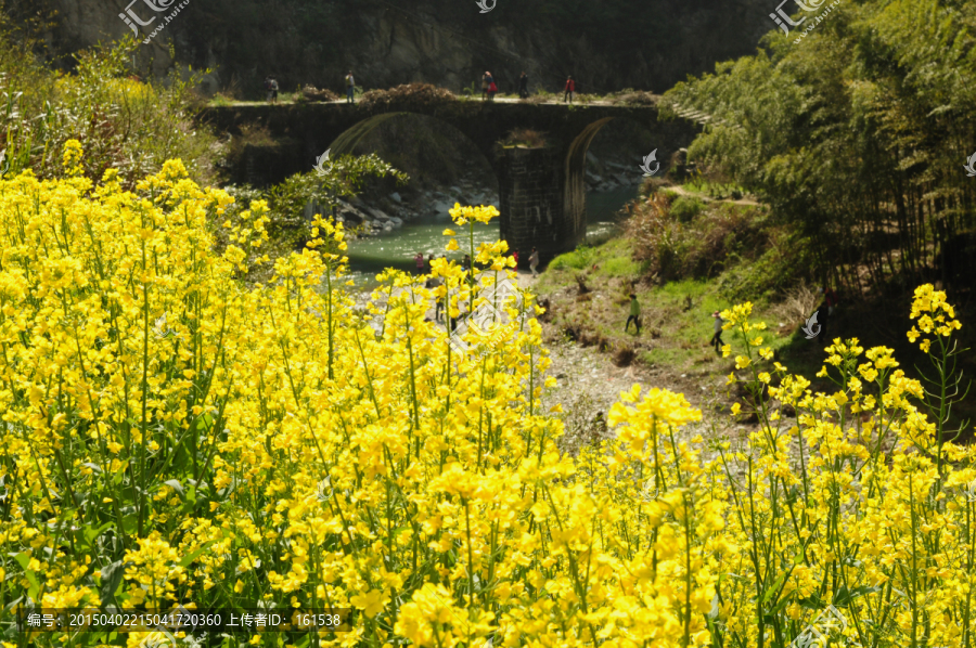 安徽歙县石潭油菜花