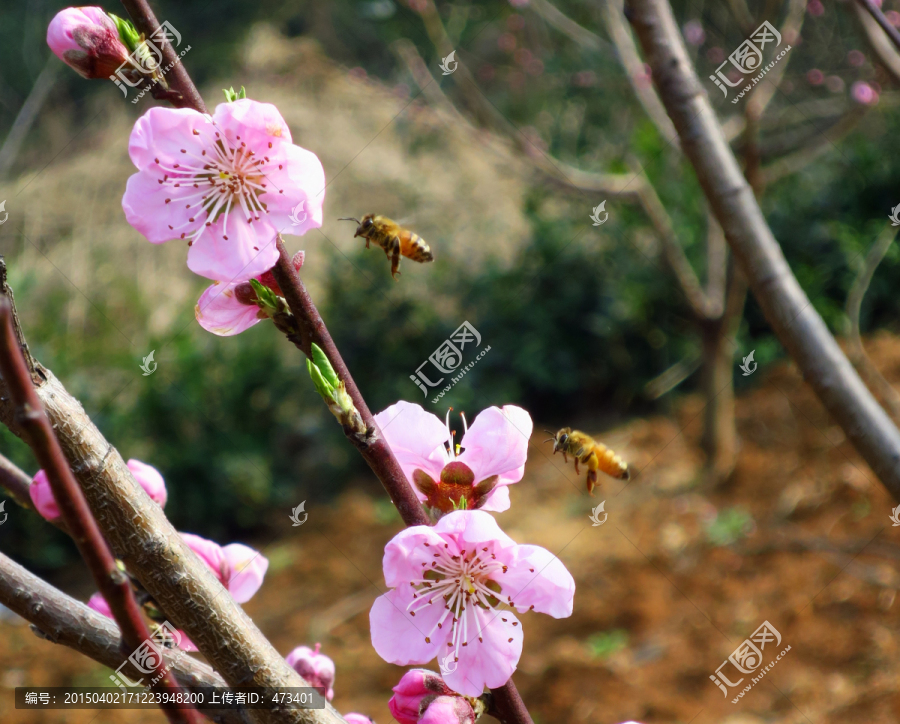 蜜蜂,桃花