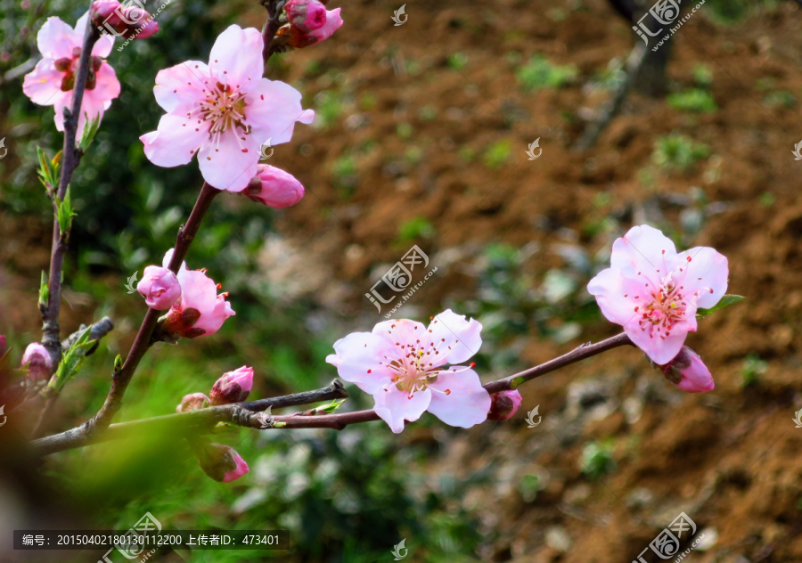 美丽桃花