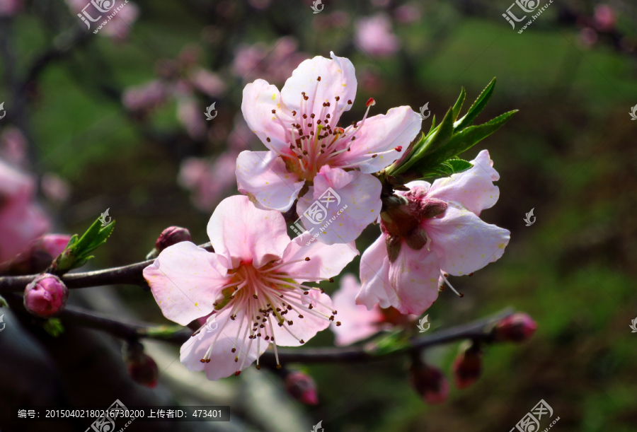 桃花开,桃花特写