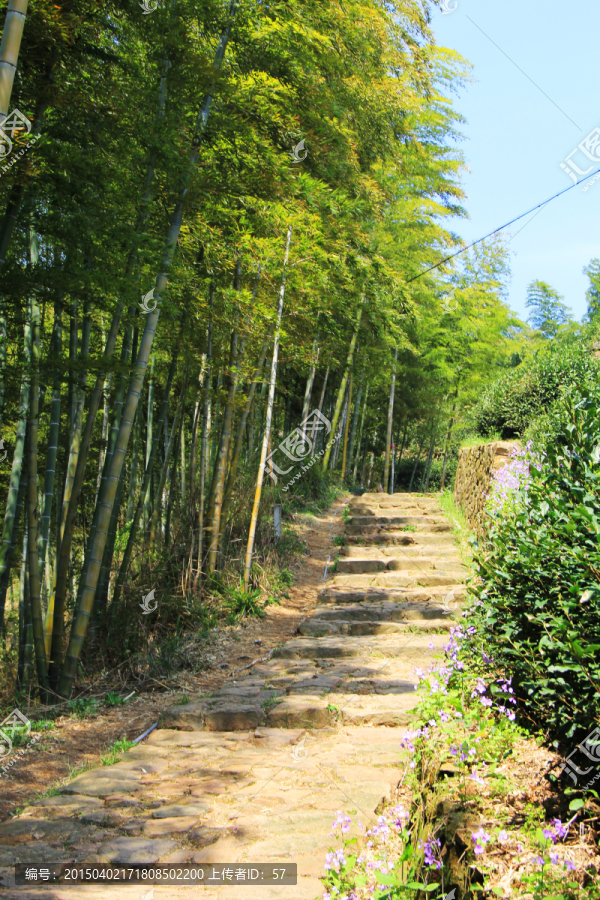 竹林小道,竹海,竹林