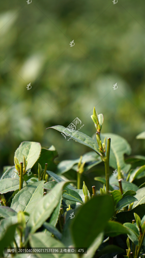 茶叶,茶芽