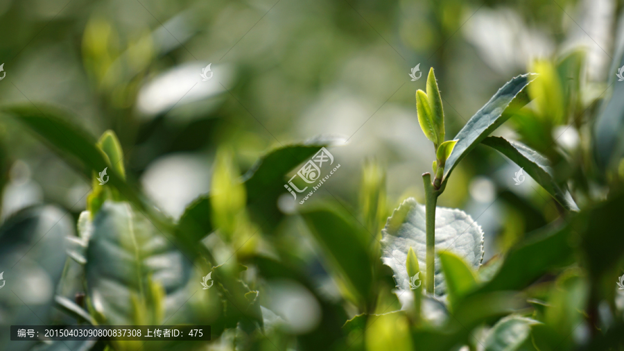 茶叶,茶芽