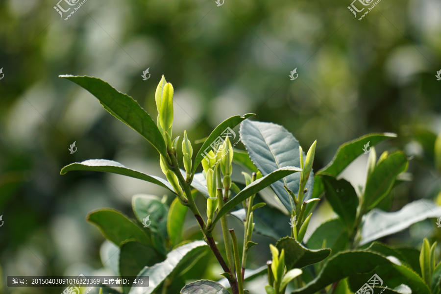 茶叶,茶芽