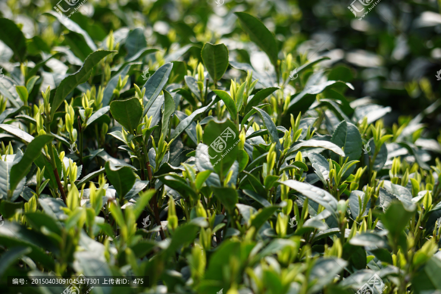 茶芽,茶叶