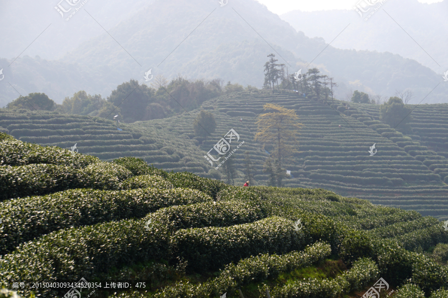 茶园,茶叶