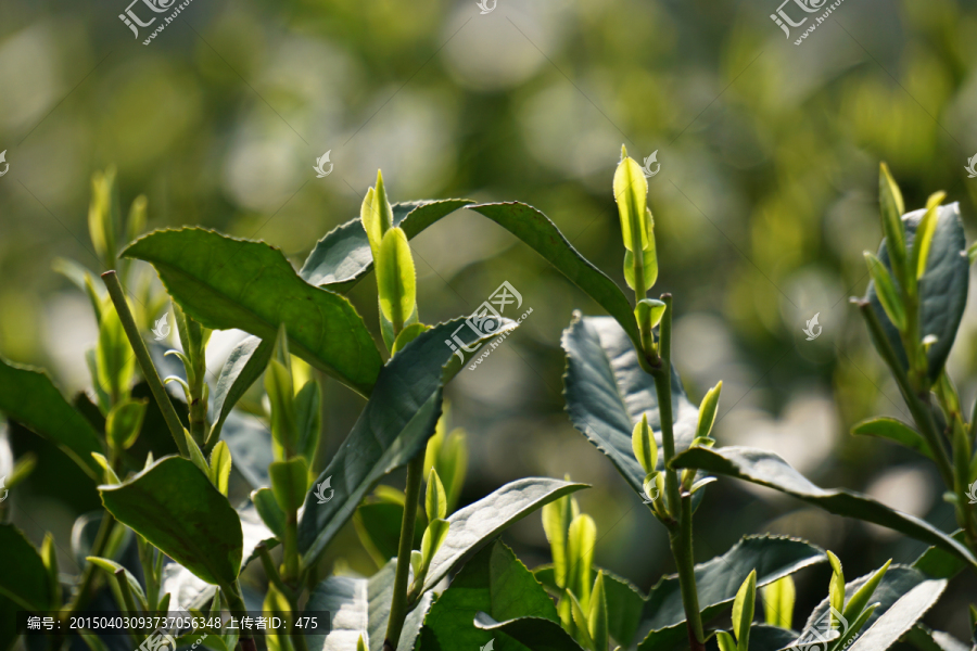 茶叶,茶芽