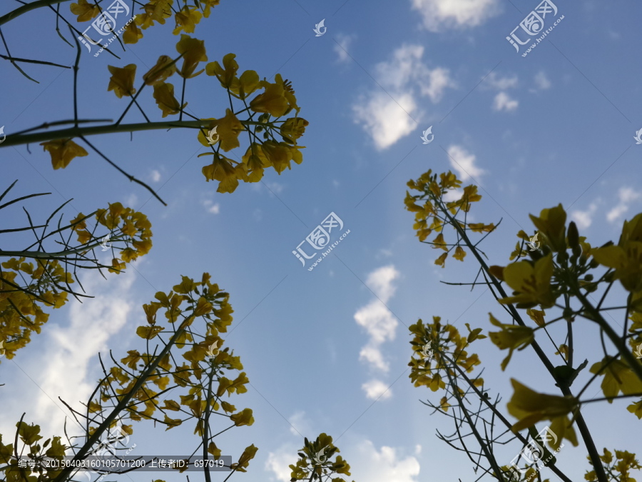 油菜花骄傲盛开迎春光