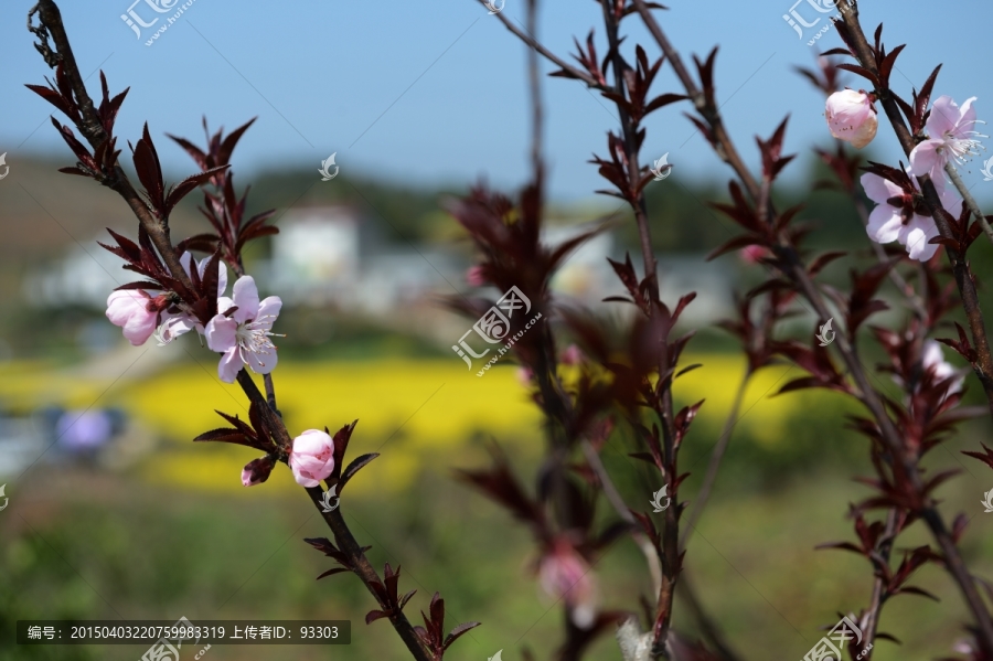 桃花