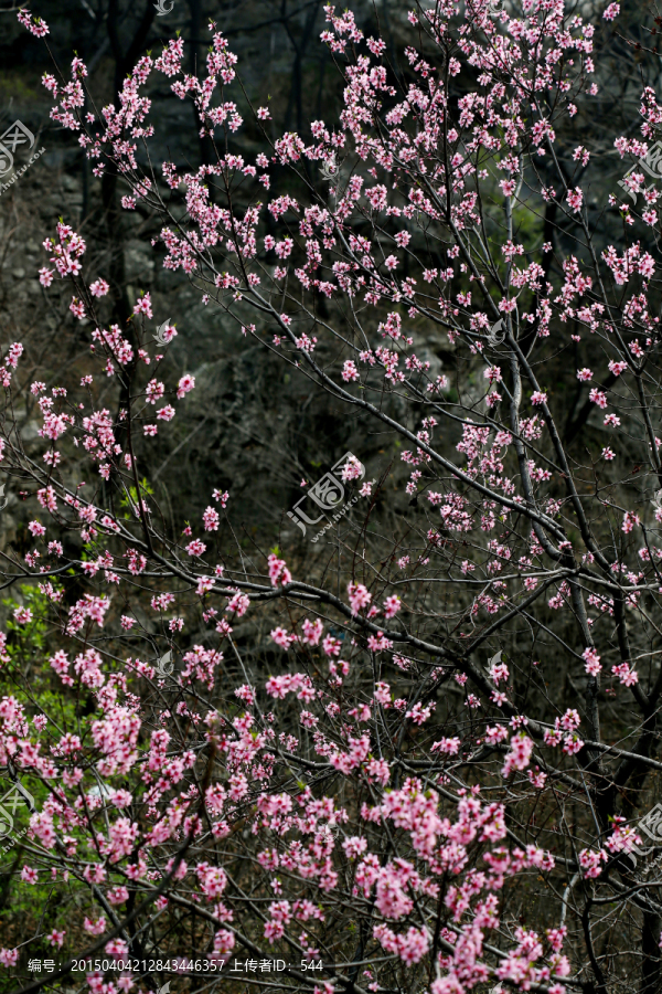 桃花,桃花树,一树桃花