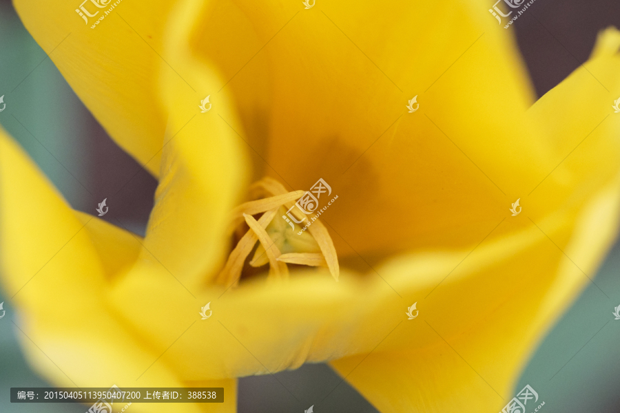 金黃花芯 郁金香