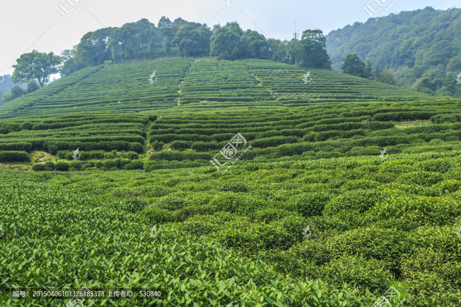 茶山