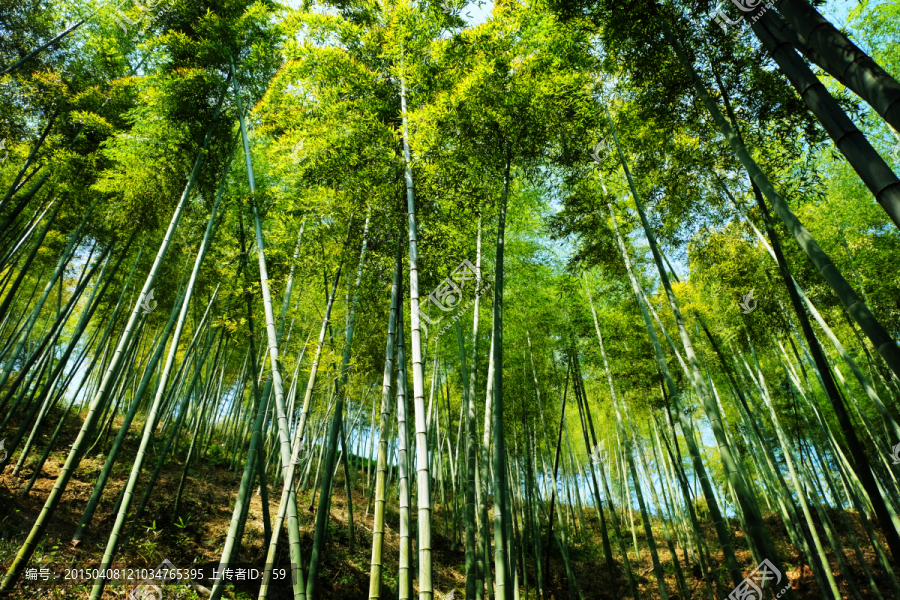 竹林,竹子