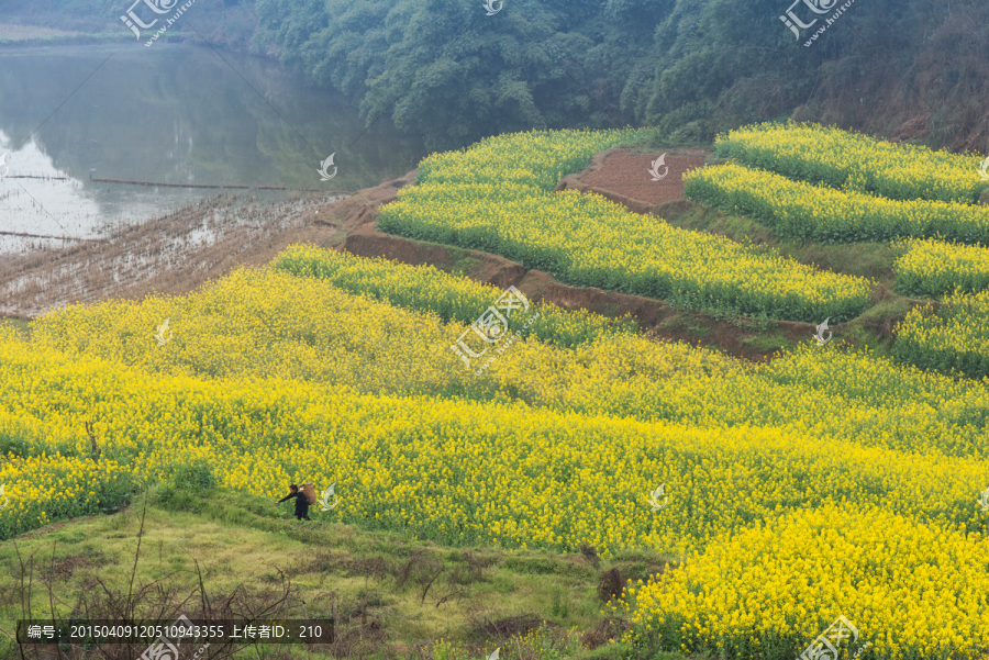 黄龙溪乡村油菜花