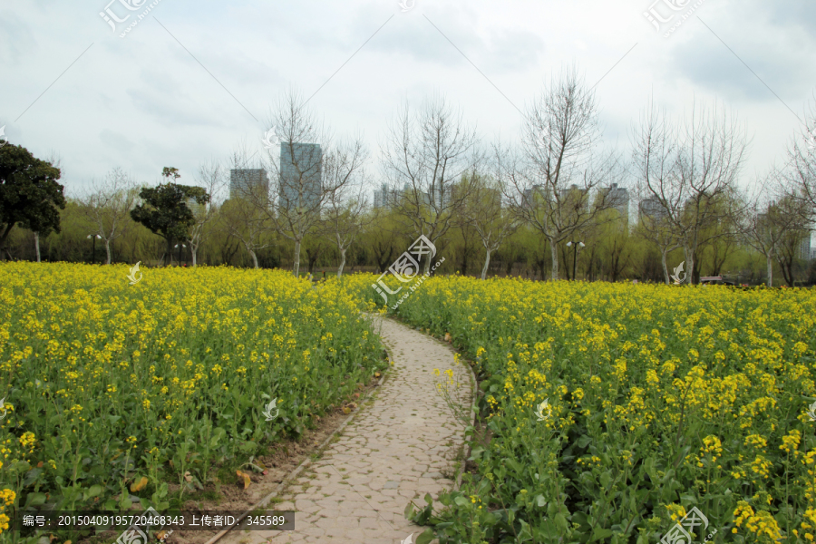 油菜花