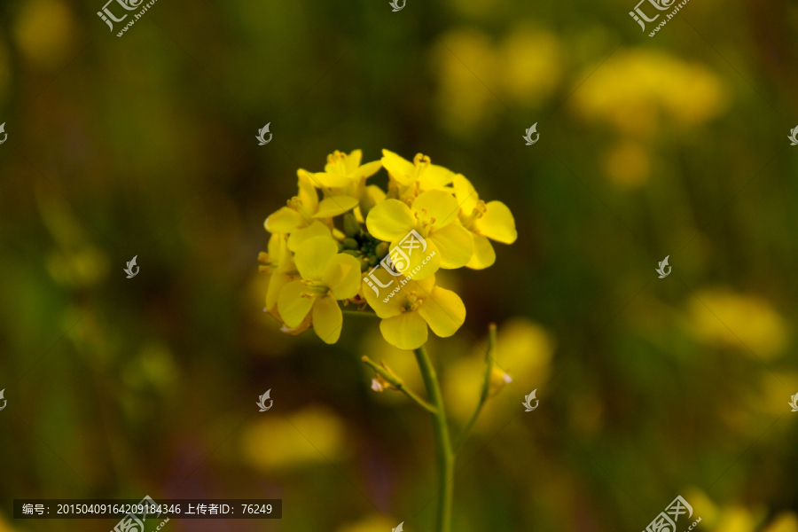 油菜花特写摄影