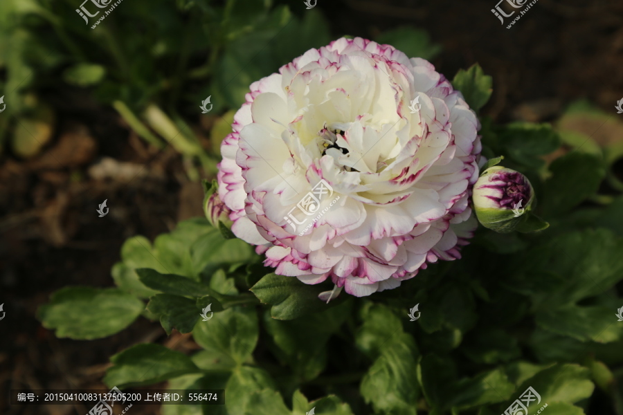 花毛茛