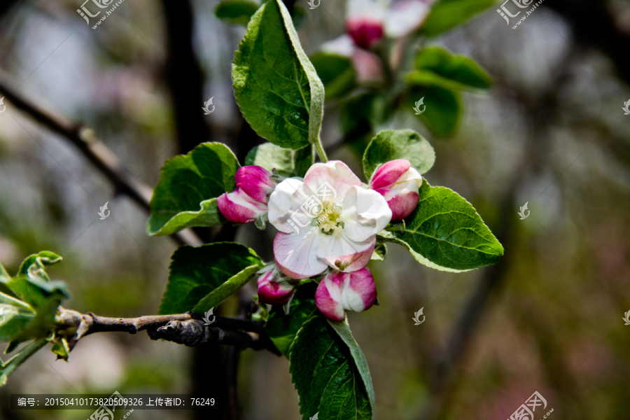 野苹果花高清图片下载