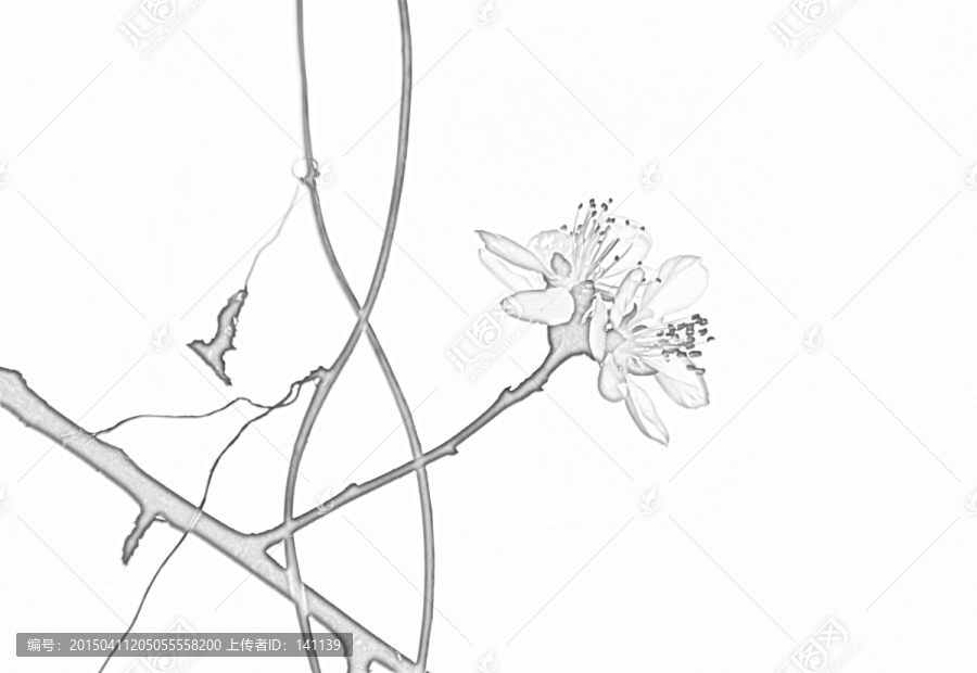 桃花素描