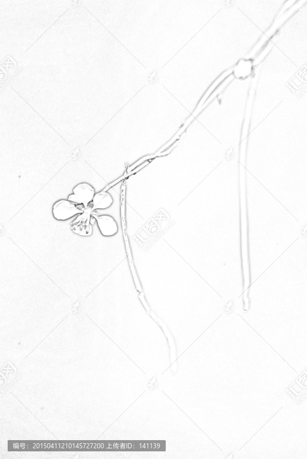 桃花素描