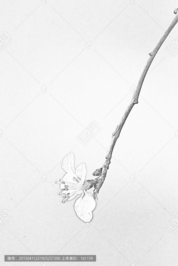 桃花素描