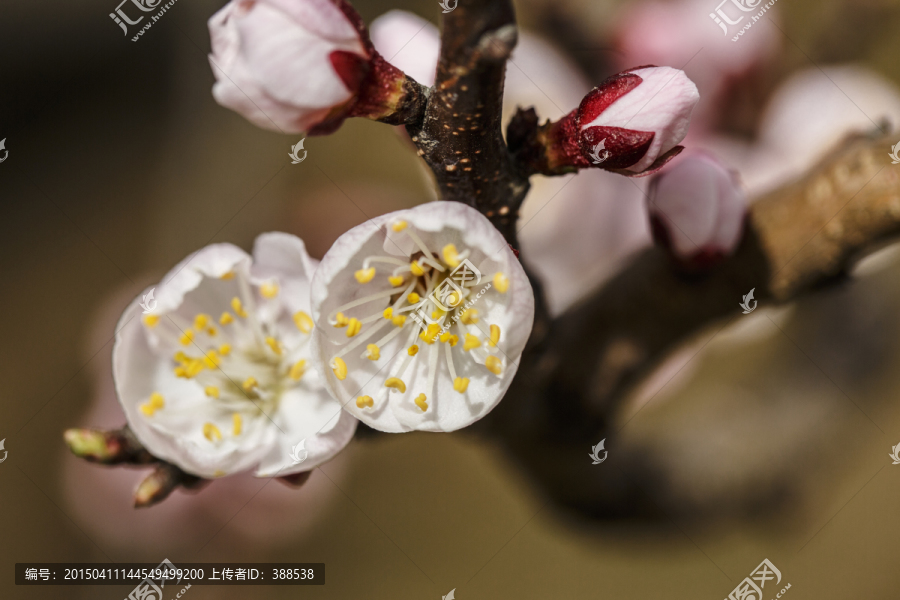 灯盏杏花