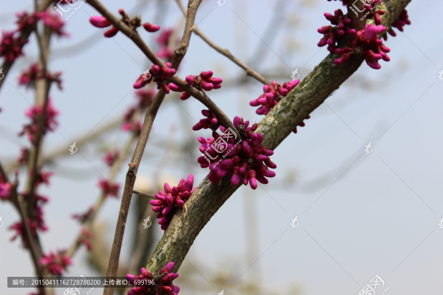 樱花树