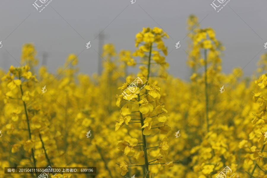 油菜花