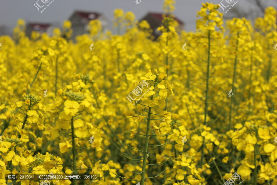 油菜花