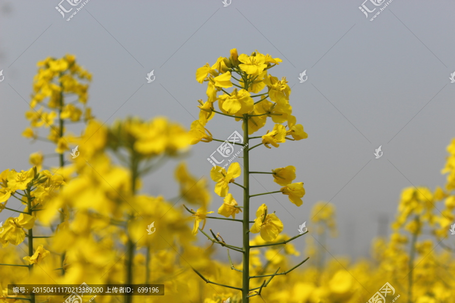 油菜花