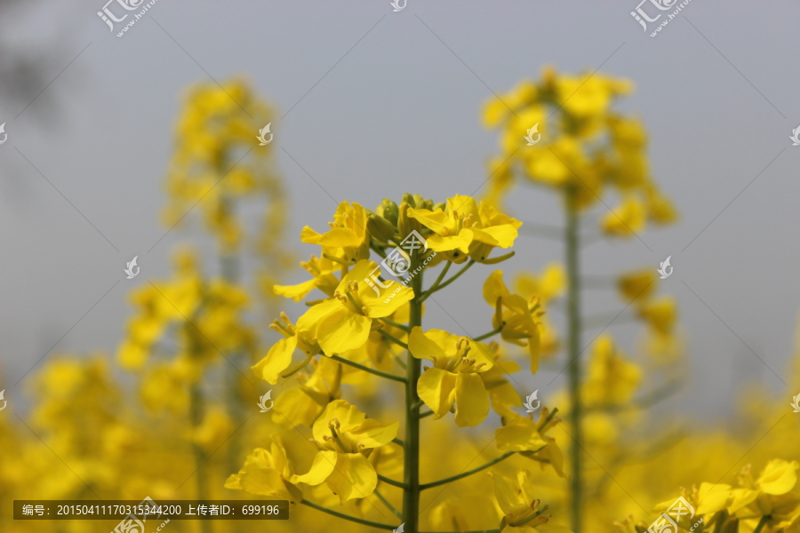 油菜花