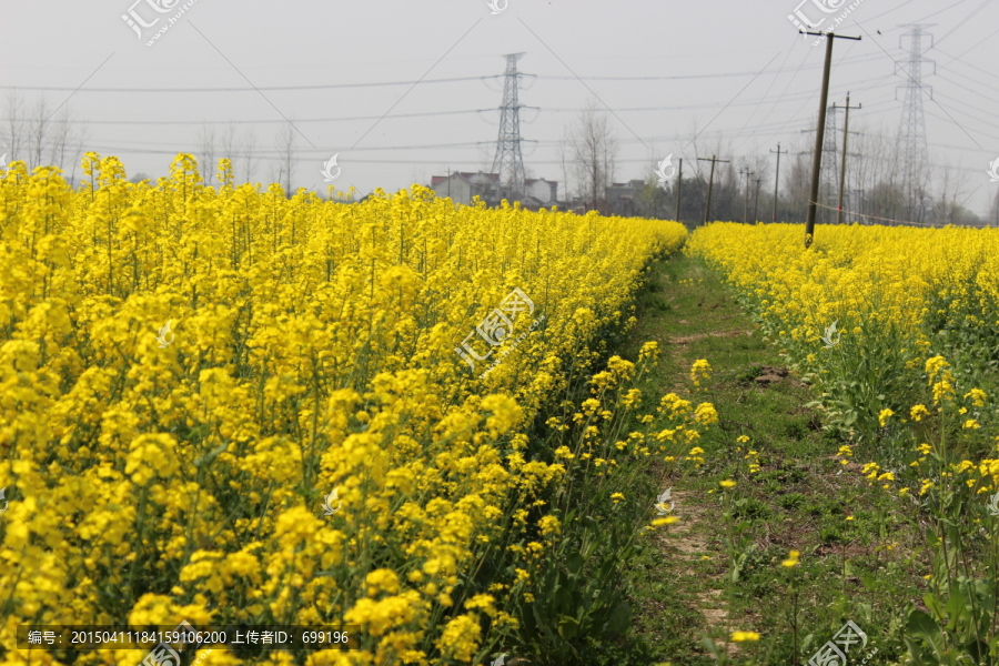 油菜花