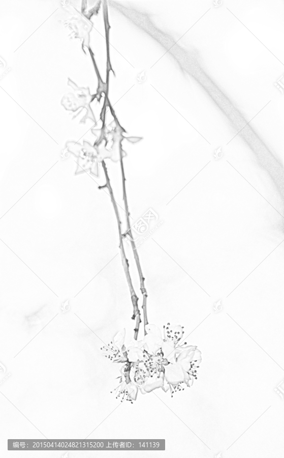 桃花素描