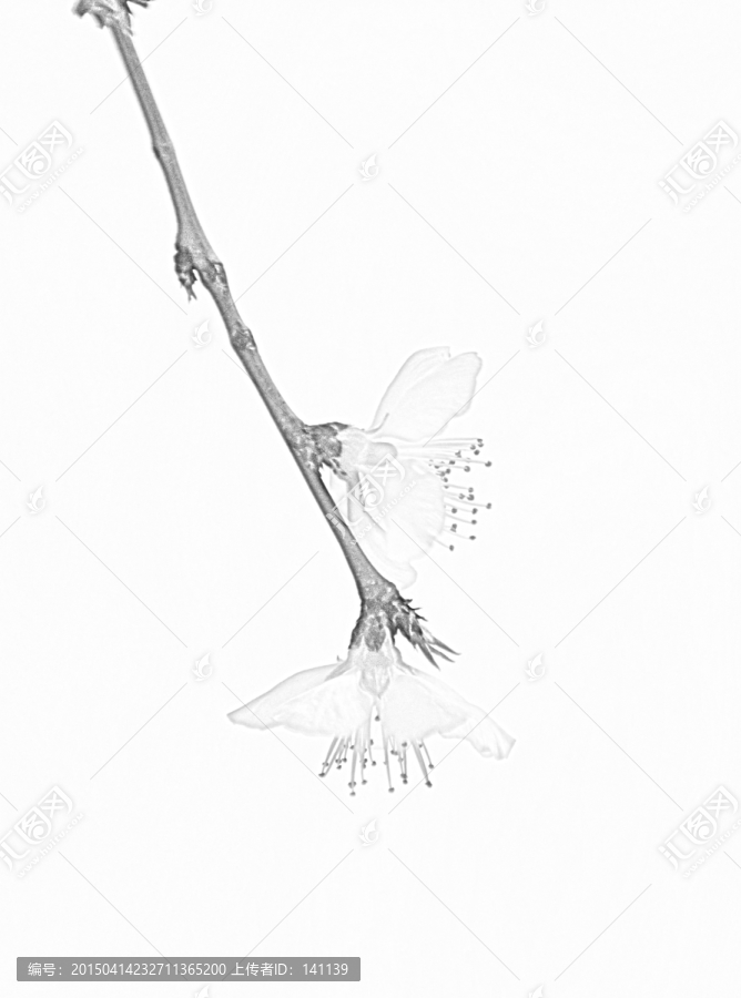桃花素描
