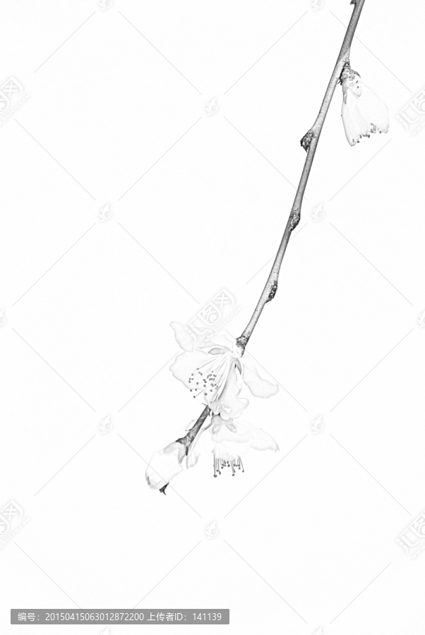 桃花素描