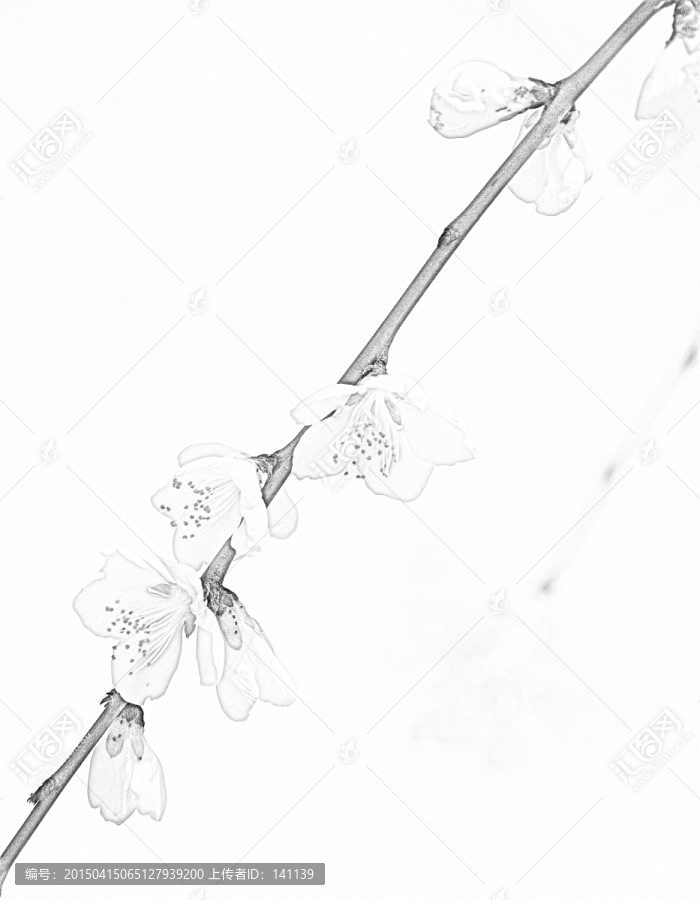 桃花素描