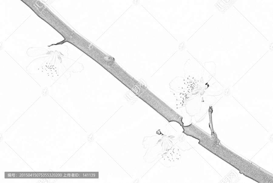 桃花素描