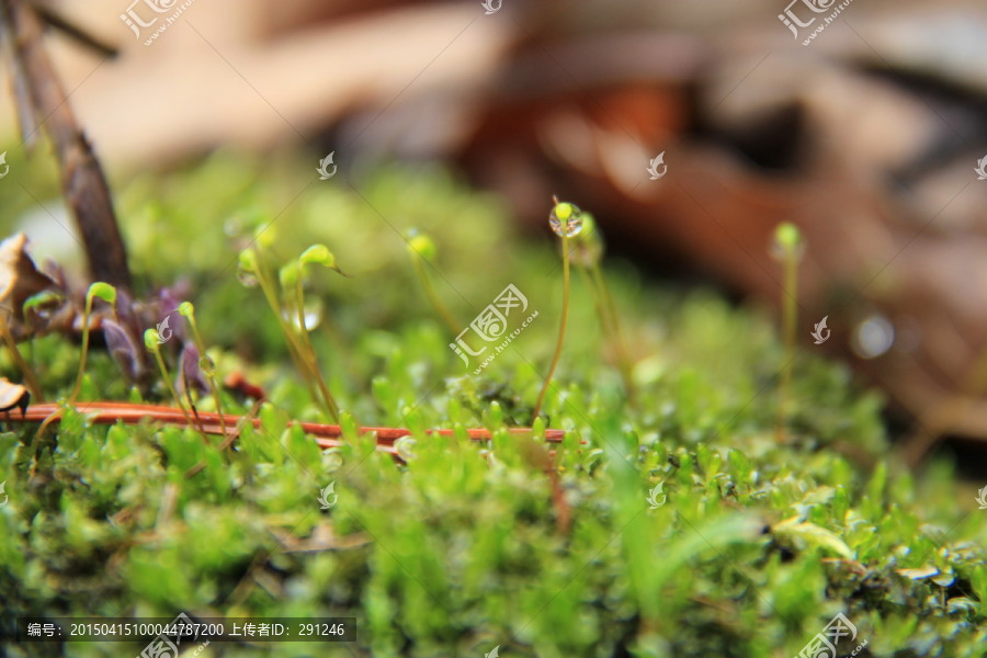 苔藓