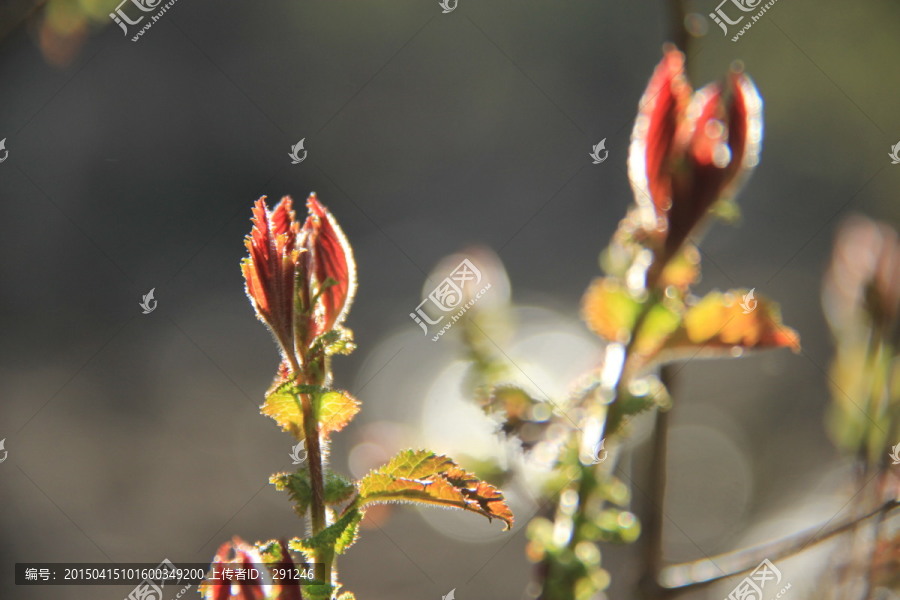 嫩叶树芽