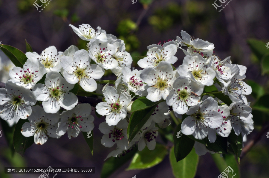 梨花-匯圖網(wǎng) www.fosd68.com 梨花