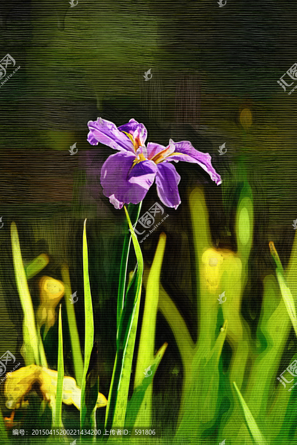 鳶尾花（油畫）